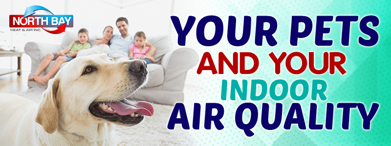 Your Pets And Your Indoor Air Quality